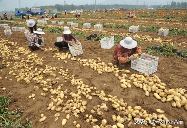 提高马铃薯产量品质的15个种植管理技巧，每个都很重要