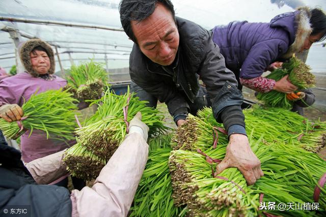 韭菜露地栽培技术