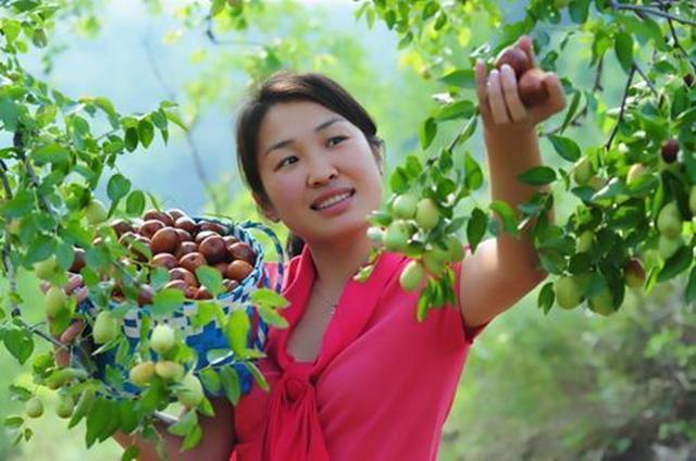 枣树栽培技术 枣树种植的气候条件