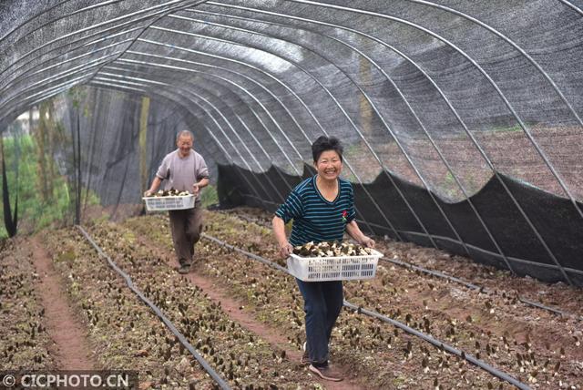 菌菇种植 助农增收