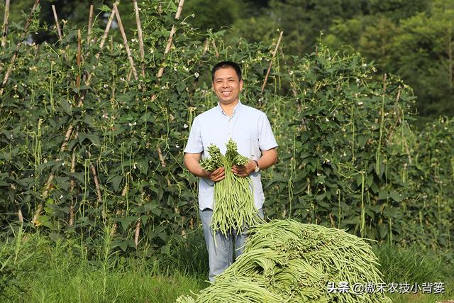 春季豆角怎样种植产量高？学会这些种植技巧，一茬一茬摘不完