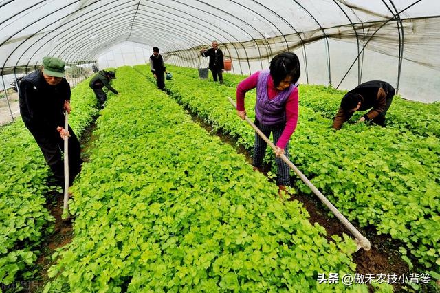 秋季大棚蔬菜高产种植有技巧，棚内5条管理事项要抓好