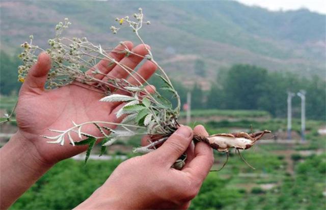 认识农村这种翻白草，价值珍贵，以前放牛经常挖，根茎剥皮可吃