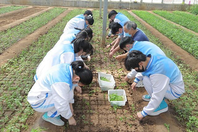 青岛六十七中：学农实践 蔬菜种植