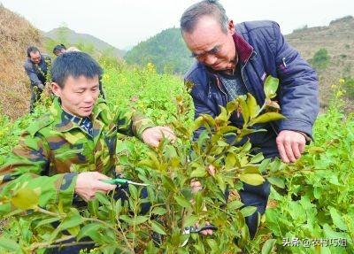 油茶苗种植之后几年需要整枝