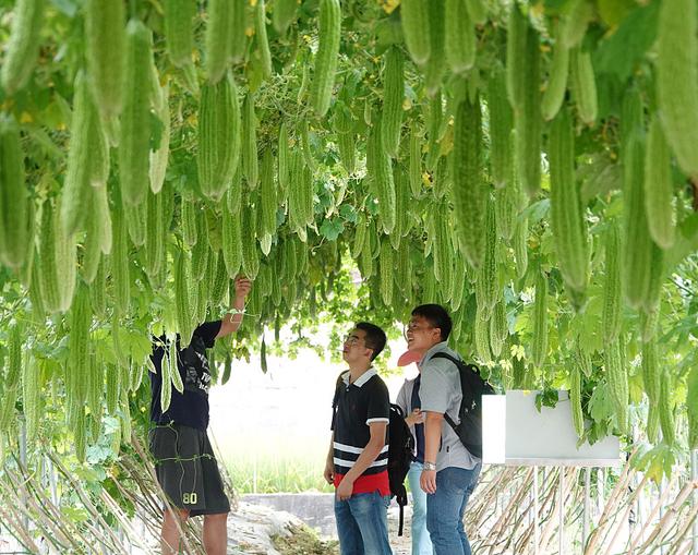 苦瓜种植时间要到了，自己留种好，还是买新种子好？