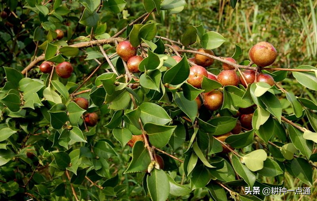 油茶种植现状及高产栽培技术，茶农请收好