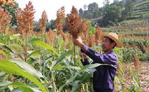 高粱什么时间播种？其高产种植技术要点有哪些？建议做好5点