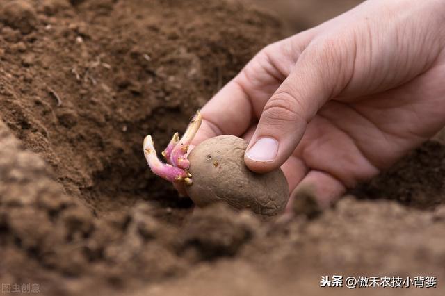 提高马铃薯产量品质的15个种植管理技巧，每个都很重要