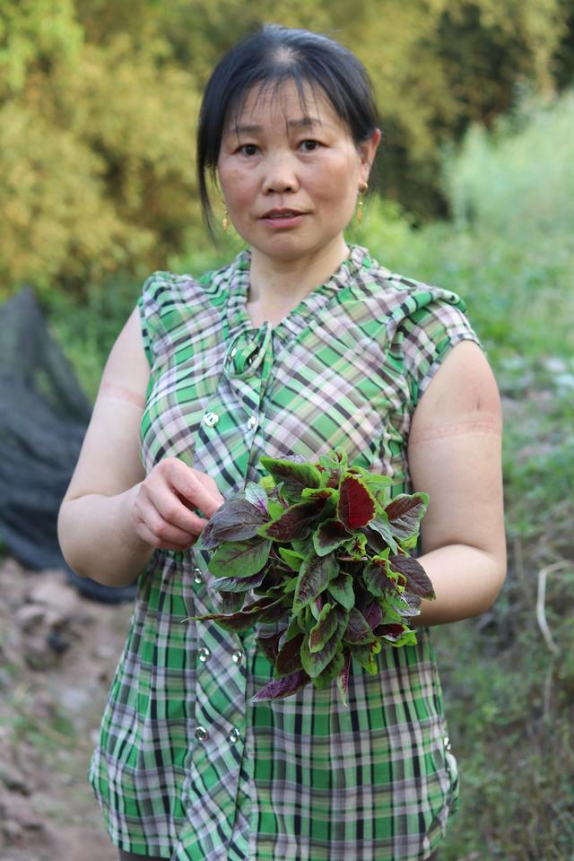 在农村，它是会“流血”的野菜，小孩吃了能长高，阳台也能种