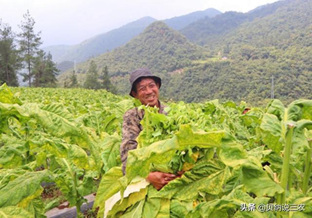 了解烟草的种植，栽植密度的影响要知道，是增质稳产的基础