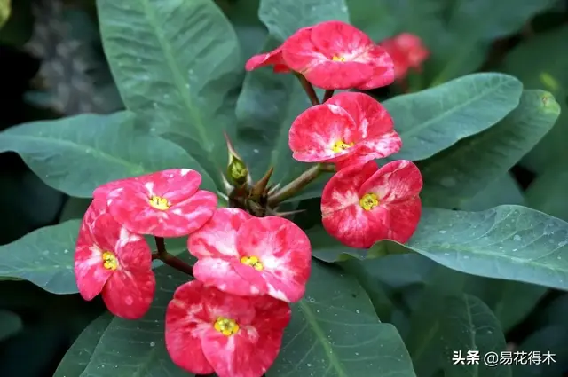 如何让铁海棠一年四季开花不断？注意六方面就可做到