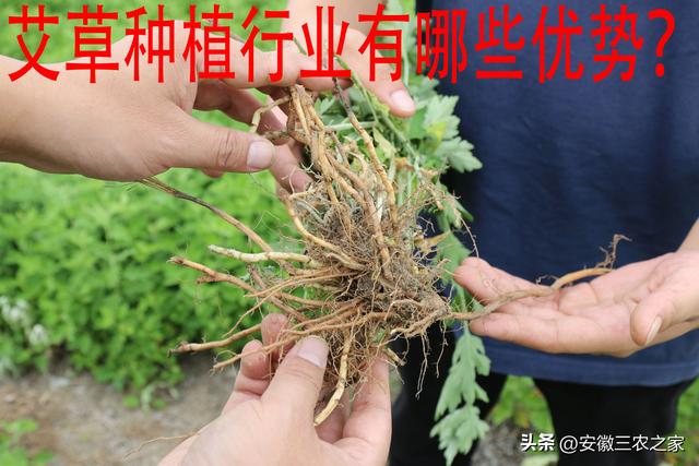 每亩投资600元，收益10年，艾草种植到底怎样，又该如何种植呢？