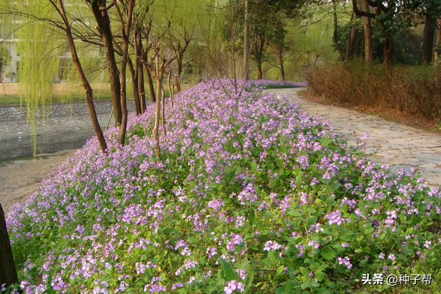 冬季能观叶，春季能观花，它叫二月兰，介绍种植方法和利用价值