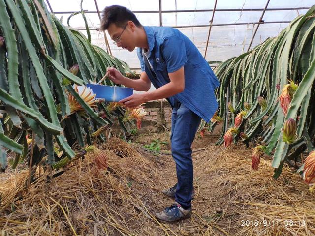 火龙果在北方种植，为什么能获得成功？