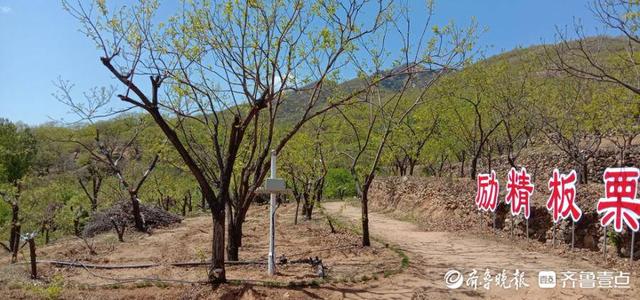 好品山东｜泰山板栗，从这里走向未来走向世界