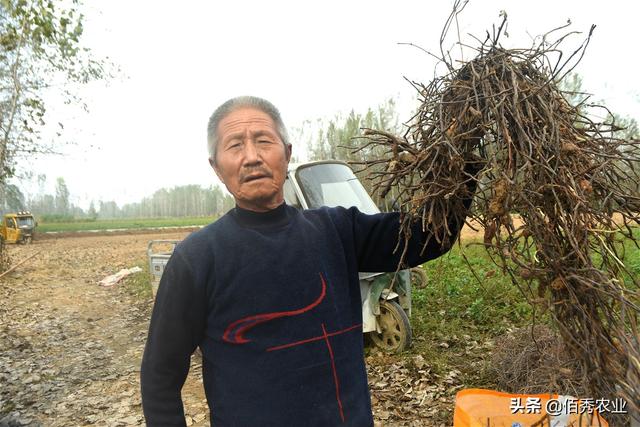 种苗不花钱，比种植红薯简单，曾是名贵中药材，何首乌不再神秘