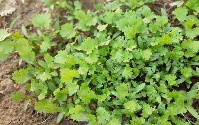 秋季阳台如何种植香菜？注意三个方面，叶子绿油油不停长很茂盛