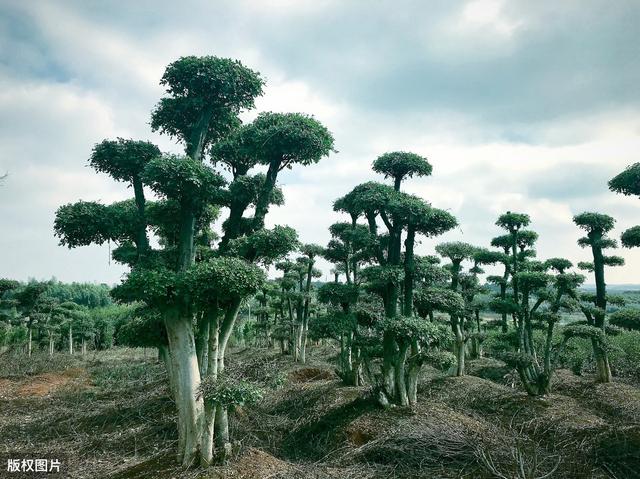 城市园林绿化苗木栽植与养护技术，保证园林实现绿化的效果