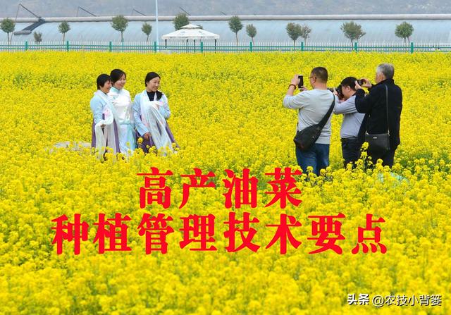 高产油菜有哪些种植管理技巧？从种到收重点抓好这8点