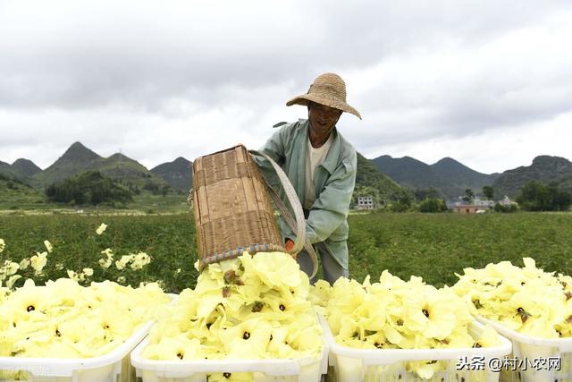 农村这11种紧缺中药材，你都种过哪些？想种药材致富的来看一看