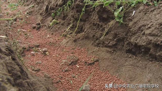 【农广天地】西藏苹果水肥一体化技术