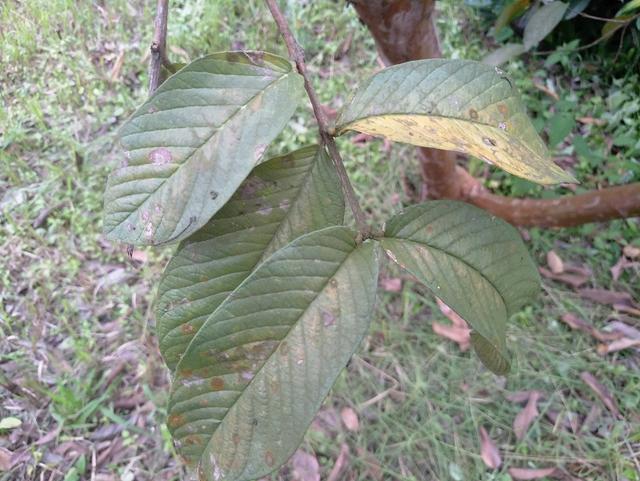 番石榴味道清甜，单株产量高，种植潜力大，种植时水肥要充足