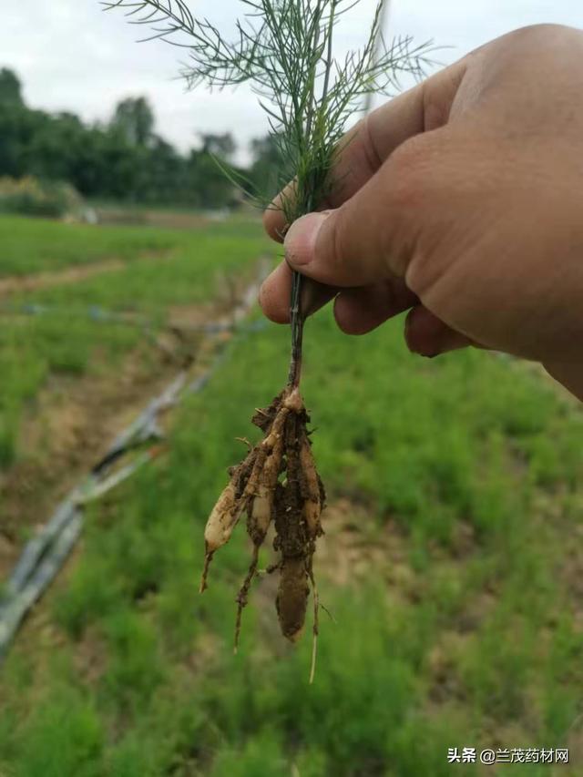 2020年天门冬种植的注意事项及栽培技术