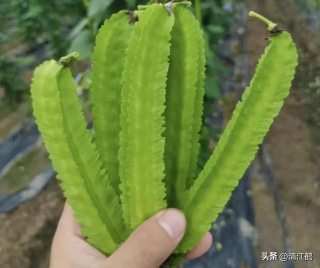 神 奇豆角地上结荚地下结薯长有4棱角，浑身是宝，高效种植亩入3万