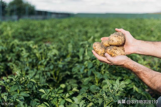 早春，马铃薯怎么种植能高产？（值得收藏）