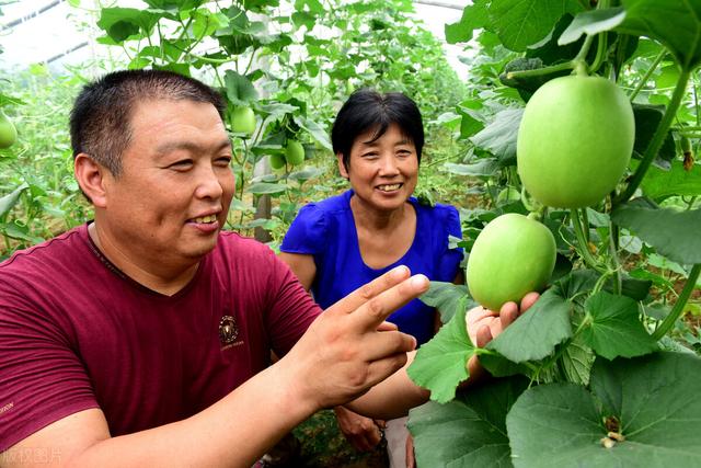 种植为什么使用温室大棚？温室大棚种植有哪些优点