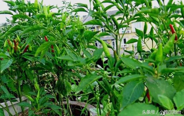 怎样在屋顶养花种菜？这六个小方法一定能让屋顶更美更好