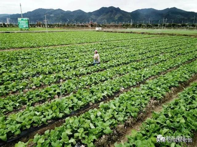 菜苔秋季种植时间及需要的技术措施