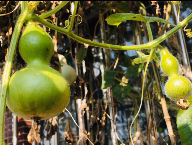 庭院种植文玩葫芦的方法与技巧