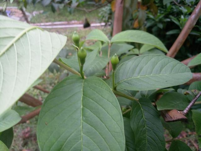 番石榴味道清甜，单株产量高，种植潜力大，种植时水肥要充足