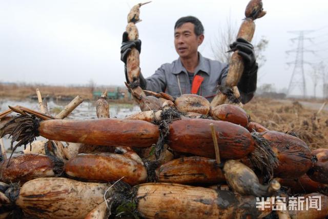 即墨160亩浅水藕迎丰收，每亩收入可达两万元