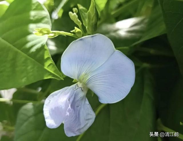 神 奇豆角地上结荚地下结薯长有4棱角，浑身是宝，高效种植亩入3万