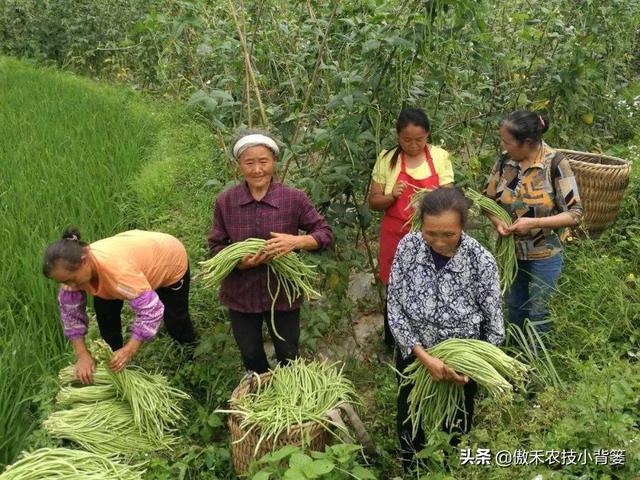 春季豆角怎样种植产量高？学会这些种植技巧，一茬一茬摘不完