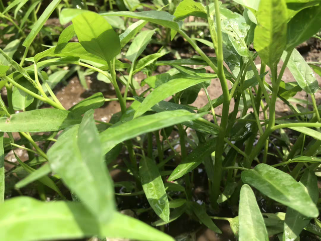 空心菜有旱地种和水田种的，哪种是你的爱？