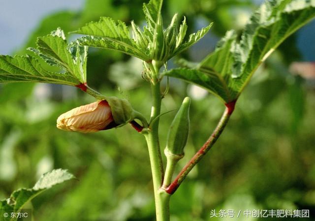 盆栽黄秋葵种植技术