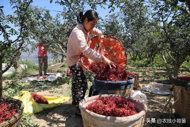 怎样才能种植出好花椒？花椒怎样采种、播种、育苗、定干？