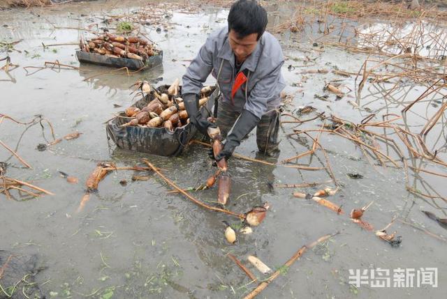 即墨160亩浅水藕迎丰收，每亩收入可达两万元