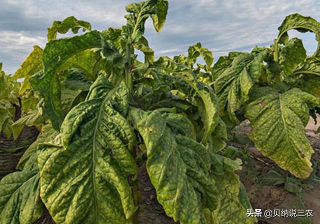 了解烟草的种植，栽植密度的影响要知道，是增质稳产的基础