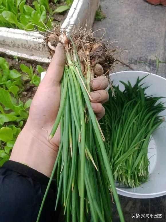 阳台种点小葱，一个月就能收获，随手拔出来就能吃，卷大饼更香