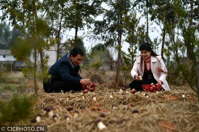 菌菇种植 助农增收