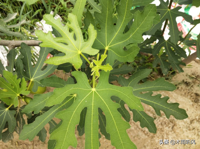 什么时候种植无花果容易成活？如何种植？