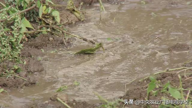 【农广天地】西藏苹果水肥一体化技术