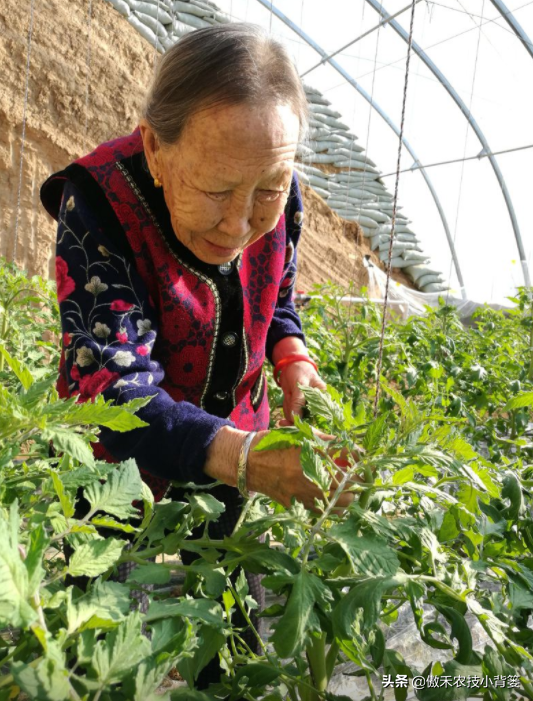 秋冬连续阴云雨雪多，大棚蔬菜更加需要巧管理，重点抓好这7点