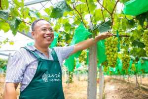 温岭巨峰葡萄种植户(果农搭乘“小火车”点点手机育鲜果)