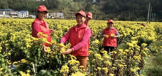 刘畈乡马畈村：金丝皇菊“开”出致富“黄金路”